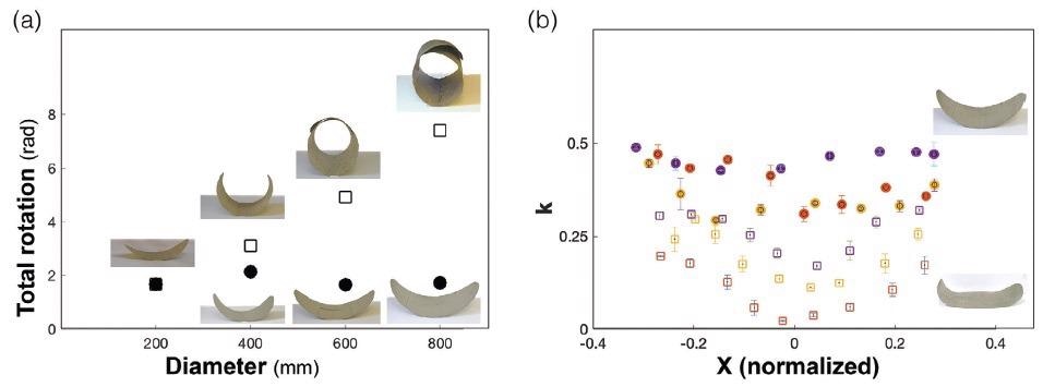 Scaling up and the effect of gravity in FC samples. a) Total surface rotation versus disc diameter measured for free-hanging discs (negligible gravity effect). Discs with constant thickness of 2 layers (open squares) demonstrate linear increase of total surface rotation, as visible in inset photos. Discs with proportionally varying thickness (solid circles), demonstrate constant surface rotation, i.e., preservation of shape upon scaling. b) The local curvature measured along the principal direction of horizontally placed discs (non-negligible gravity effect), as function of the normalized distance from the disc’s center. While in discs with proportionally varying thickness (solid circles) the curvature is approximately constant, discs of constant thickness of two layers (open squares) flatten in their center, by their own weight. Discs diameters: 800 mm red; 600 mm yellow; 400 mm purple. Inset: images of 800 mm scaled (top) and unscaled (bottom) discs.