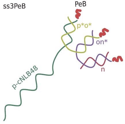 Schematic view of the nanoconstruct ss3PeB (not drawn to scale). The single stranded overhang is complementary to NL-B48 on the electrode surface.