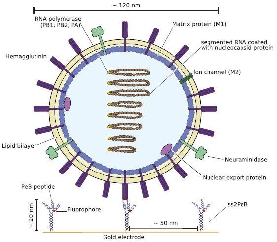 Schematic illustration of one Influenza A virus X31 binding to the peptides attached to DNA nanoconstructs (here shown for ss2PeB). The virus is captured on the sensor surface by specific interaction of hemagglutinin to the presented peptide construct. Schematic is drawn to scale.