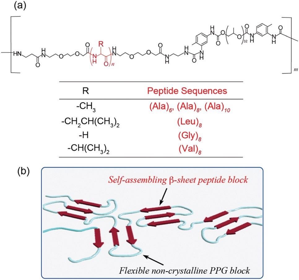 (a) Chemical structure of multiblock hybrid copolymers composed of self-assembling peptides and flexible polypropylene glycol. (b) Schematic illustration of the self-assembling model at the film state.