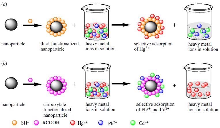 Selective adsorption of heavy metal ions in a solution based on the Pearson’s theory of hard and soft acids and bases using inorganic nanoparticle (a) thiol functionalized nanoparticle selectively adsorbs Hg2+ and (b) carboxylate functionalized nanoparticle selectively adsorbs Pb2+ and Cd2+.
