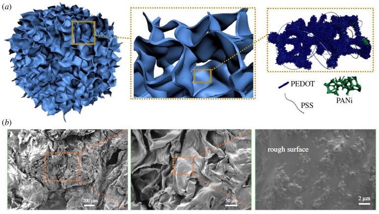 (a) Schematic of hydrogel skeleton, porous network and PEDOT sheets containing PANI. (b) SEM micrographs of lyophilized PEDOT/PANI hydrogel at different magnification. The rough surface of the sheet evidences the inlay of PANI particles in each PEDOT sheet [13].