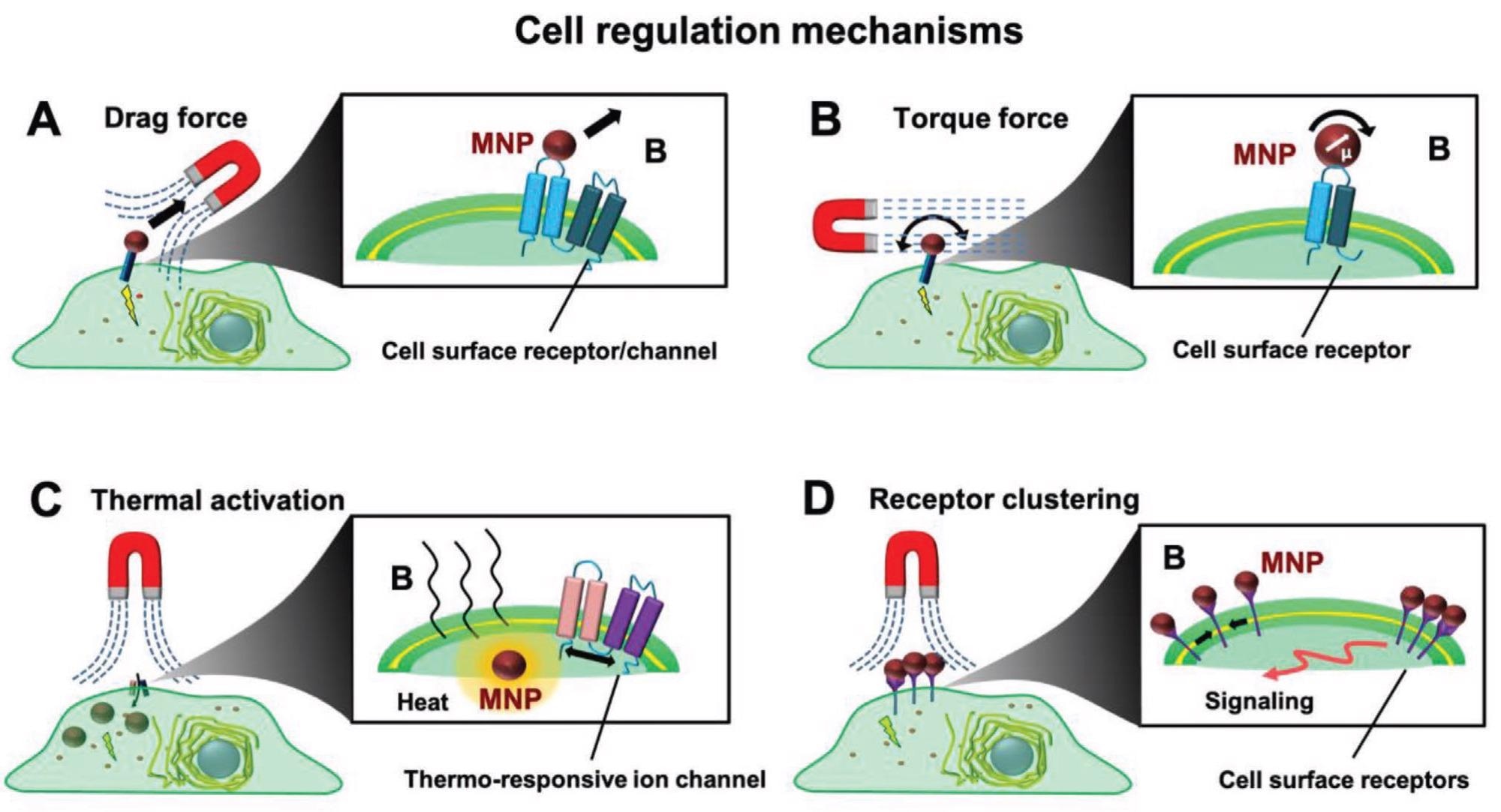 Modulation of biological cell behavior via magnetic actuation. Intracellular signaling can be magnetically stimulated by MNPs that operate A) drag or B) torque forces on the receptors that are present on the cell membrane, C) modulate the activity of thermosensitive channels or receptors, or D) cause receptor aggregation and start intracellular signaling.