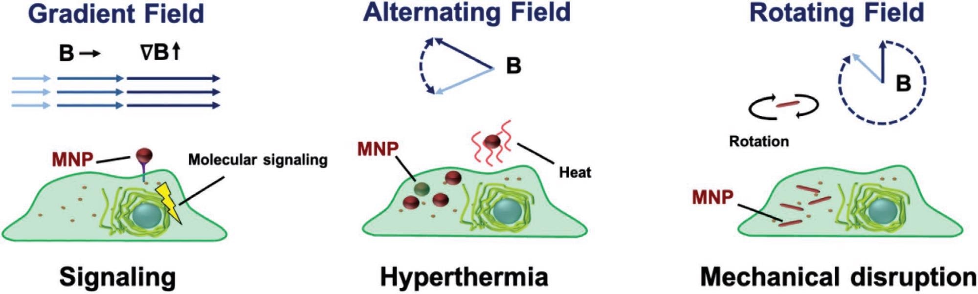 Magnetomechanical induction of cell death. Stimulation of mechanosensitive receptors on the cell surface for the activation of apoptosis signaling (left), hyperthermia-mediated heat generation (middle), and mechanical ablation using rotating magnetic tubes/rods (right).