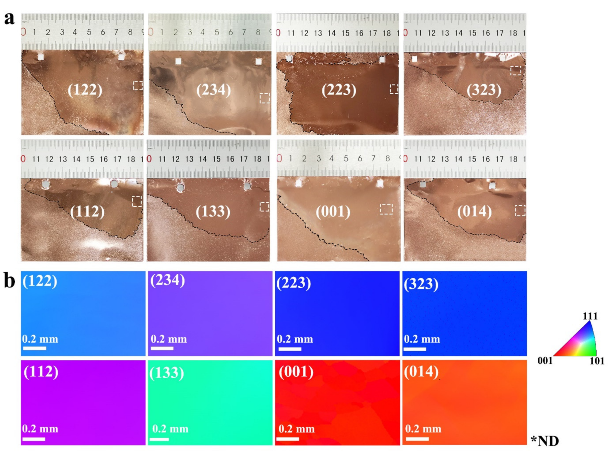 (a) Photographs of eight representative annealed copper foils with a decimeter-sized, abnormally grown grain. (b) The corresponding EBSD IPF maps in the normal direction of these large grains, collected at the corresponding positions marked with white dotted box in (a). Black dash line in (a) corresponds to grain boundaries between large grain and polygranular regions. ND, normal direction).