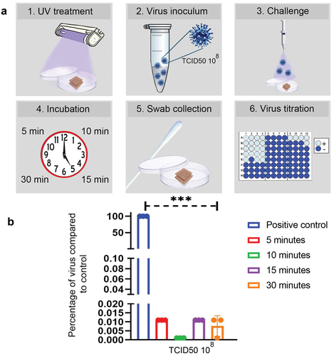 Antiviral testing of the LMCu coated fabric. a) Schematic experimental setup and b) Viral titers from LMCu coated fabric were analyzed after 5, 10, 15, and 30 min incubations postchallenge with human Influenza A H1N1 virus inoculum (108 TCID50). The inoculum of 108 TCID50 not exposed to the mask was used as the positive control. Samples were collected after each time point from the front and back of the LMCu coated fabric and sections were frozen and assessed using TCID50 method. Results were analyzed via ANOVA, showing statistically significant differences between positive control and all incubation timepoints (*** = p < 0.01).