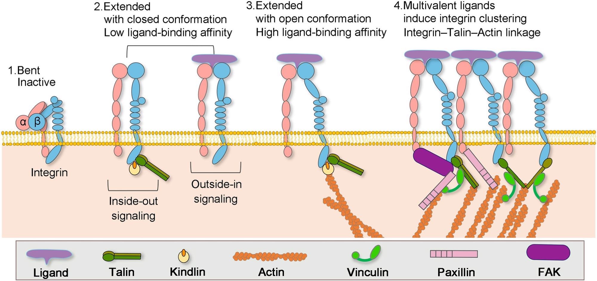 Formation of actin–integrin linkage and integrin activation. Step 1: low-affinity integrin has an inactive, bent conformation. Step 2: inside-out integrin activation by cytoplasmic proteins or outside-in integrin activation via ECM ligands leads to complete extension of the extracellular domains. Step 3: the open, high-affinity activated integrin has the cytoplasmic leg domains separated and links to actin cytoskeleton via talin. Step 4: multivalent ligand binding induces clustering of integrins.