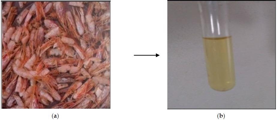 Transformation of shrimp shells to liquid chitosan: (a) dried shrimp exoskeleton; (b) liquid chitosan.