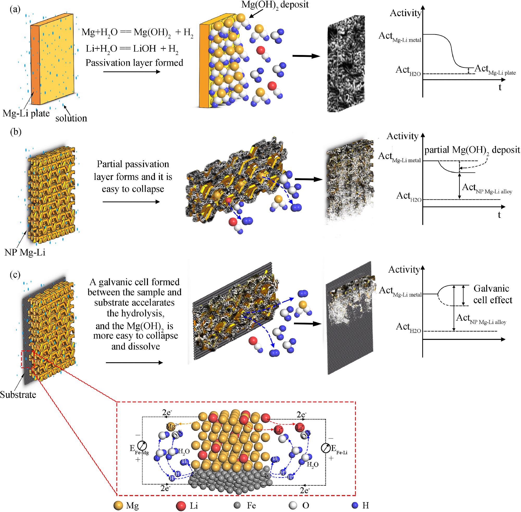 The hydrogen generation mechanisms for three different Mg-Li alloys: (a) the as-received Mg-Li alloy plate, (b) the nanoporous Mg-Li material, (c) the nanoporous Mg-Li material with substrate.