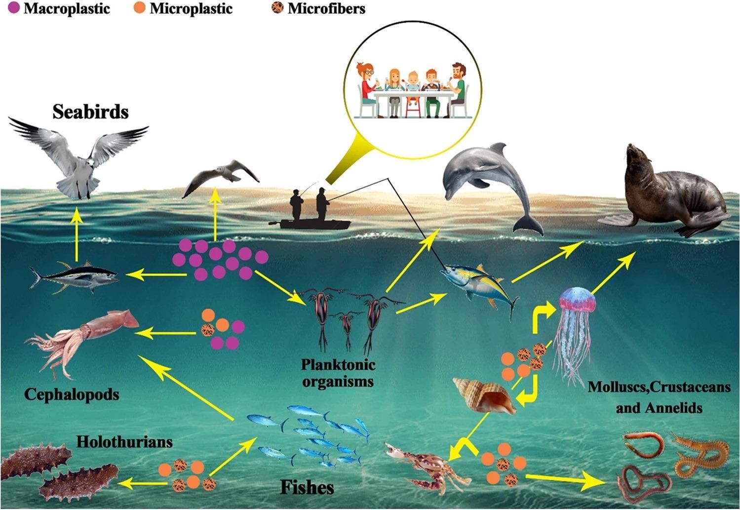 The path of macroplastics and MFs entering the food chain.