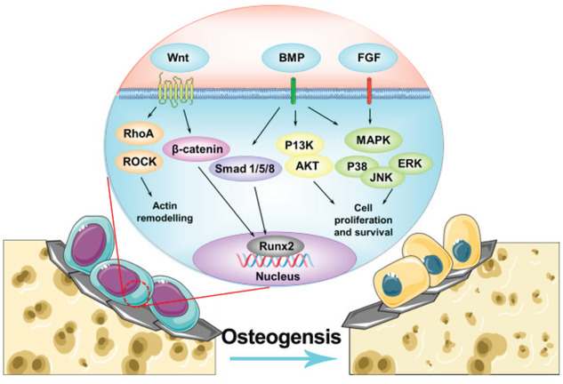 A schematic view of the complex network of the GFMs mediated signaling pathways in regulating bone regeneration.
