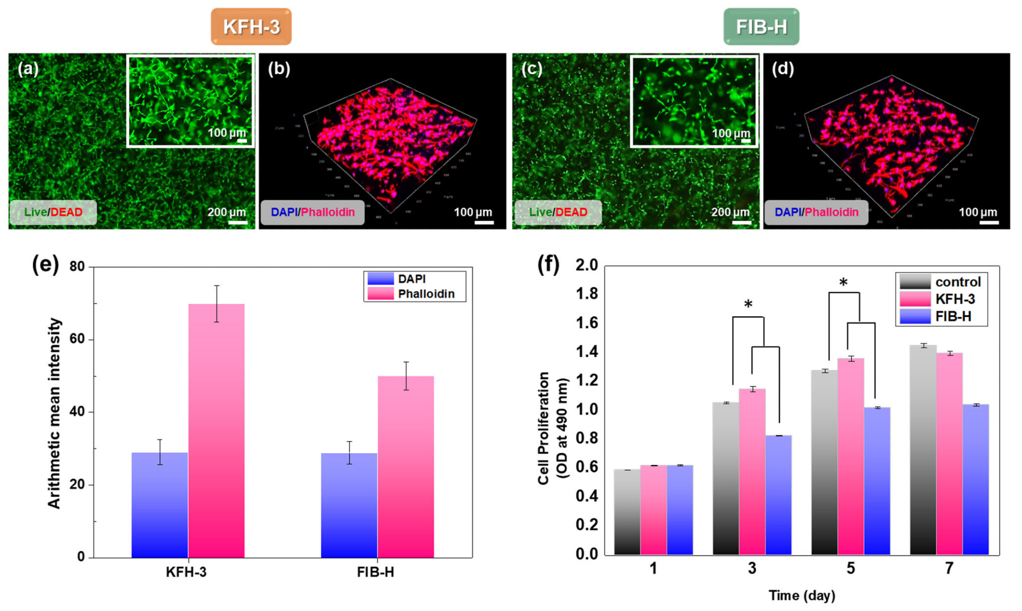 Characterization of cell adhesion and proliferation in three-dimensional cell encapsulation in FIB-H and KFH-3. For the cell viability assay, human gingiva fibroblasts (HGFs) embedded in FIB-H and KFH-3 were stained with calce-in_Am (green)/ethidium homodimer (red). LIVE/DEAD assay 24 h after encapsulation (a,c) shown at low (scale bar = 200 µm) and high (scale bar = 100 µm) magnification. (b,d) Confocal pictures of encapsulated HGF cells labeled with 2-(4-aminophenyl)-1H-indole-6-carboxamidine (DAPI) and Phalloidin (F-actin) (scale bar = 100 µm). (e) Expression of DAPI and phalloidin was quantified by immunofluorescence after 3 days in culture. (f) The proliferation of HGF cells encapsulated in KFH-3 and FIB-H for 7 days, as measured in a CCK-8 assay. Both data were evaluated for cyto-compatibility at a concentration of 20 mg/mL. Data are presented as the mean ± SD of triplicate experiments: * p < 0.05.