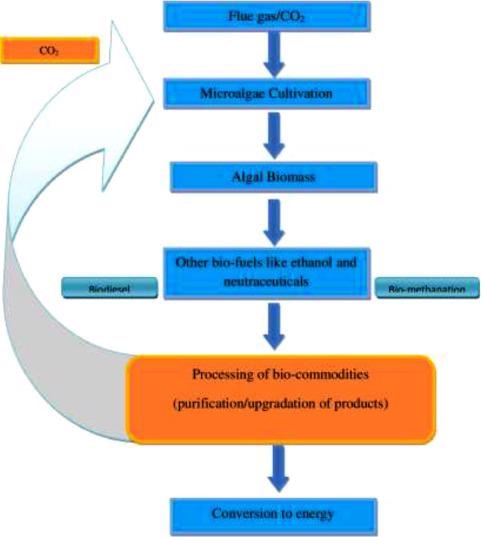 General flow diagram associated with cultivation and use of microalgae for carbon capture and fuel conversion.