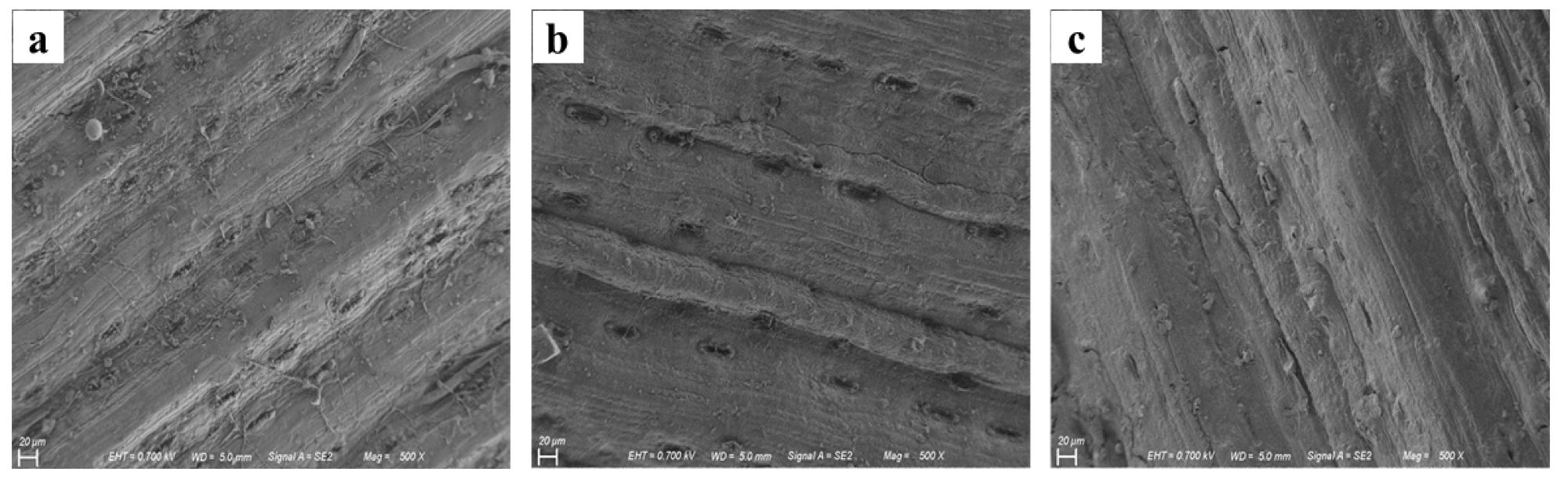 SEM images of: (a) untreated sugarcane straw; (b) sugarcane straw after treatment with US; and (c) sugarcane straw after treatment with mechanical stirring.
