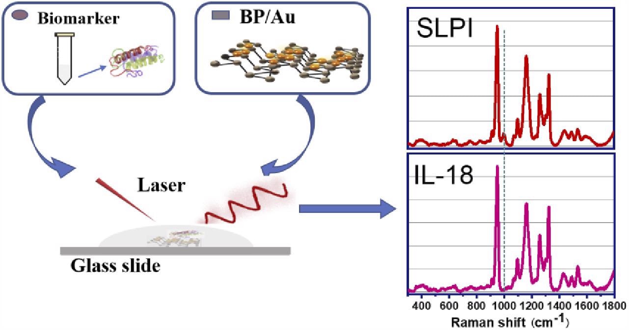 Schematic illustration of SERS detection of biomarkers SLPI and IL-18 using BP/Au nanohybrids. (The dashed line indicates the characteristic band at 1000 cm-1 corresponding to SLPI. While IL-18 shows no obvious band at 1000 cm-1)