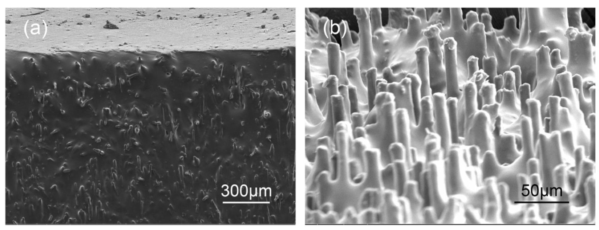 SEM images of the surface of CF-rubber composites.  (a) Before slicing (b) After slicing.