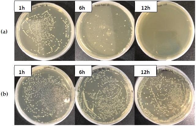 Growth of Streptococcus parauberis on TSA plates incubated with graphene oxide polyester fiber for 1, 6 and 12 h. (a) GO fiber, (b) control.