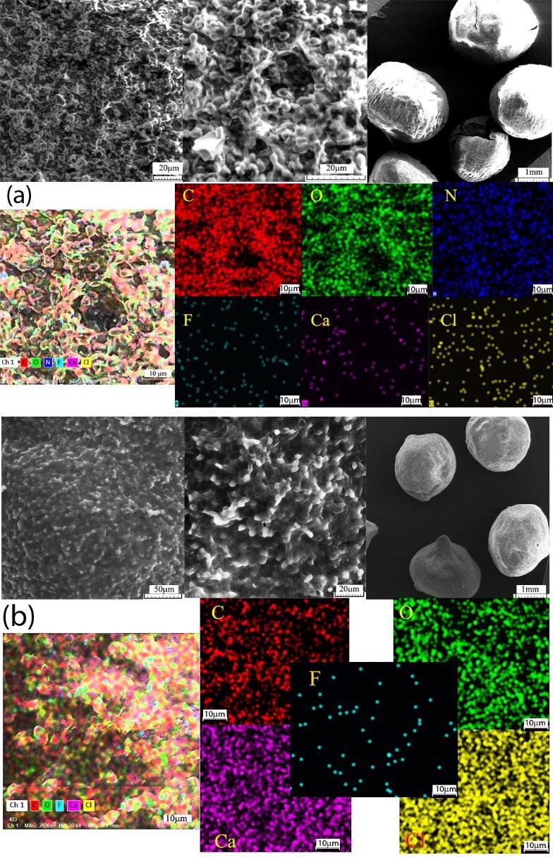 Scanning electron microscopy (SEM) and mapping of C, O, N, F, Ca, and Cl elements of the biosorbent after (a) and before (b) Brilliant Red HE-3B dye biosorption.