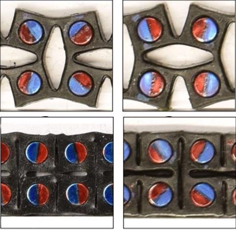 The elastic material with embedded magnets whose poles are color-coded red and blue. Orienting the magnets in different directions changes the metamaterial’s response.