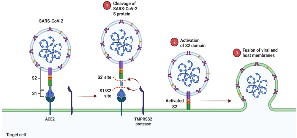 Mechanism of S protein action. (1) The cleavage of S protein to two parts, including S2 and S1 segments (2) The step of S2 domain activation by binding the S protein to ACE2 receptor (3) Fusion of viral with the target cell membrane.