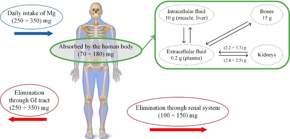 Absorption phenomenon and excretion equilibrium of Mg in the human body system.