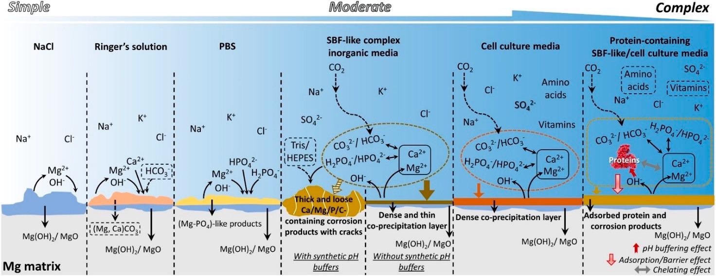 Schematic illustration of the corrosion behavior of Mg in the commonly used media [75].