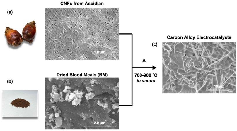 Utilizing Sea Pineapple Shells and Blood Waste to Create Electrocatalysts