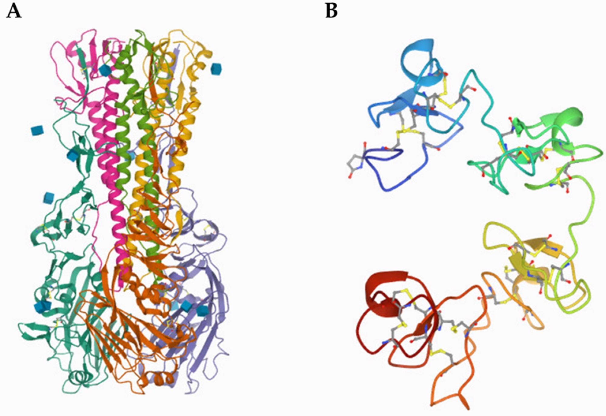 Protein database biological assembly of (A) 1ruz, 1918 H1 hemagglutinin, and (B) 1WGC_1, wheat germ agglutinin.