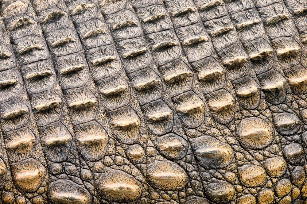 bag Overfrakke lærebog Lithium-ion Batteries Inspired by Crocodile Skin