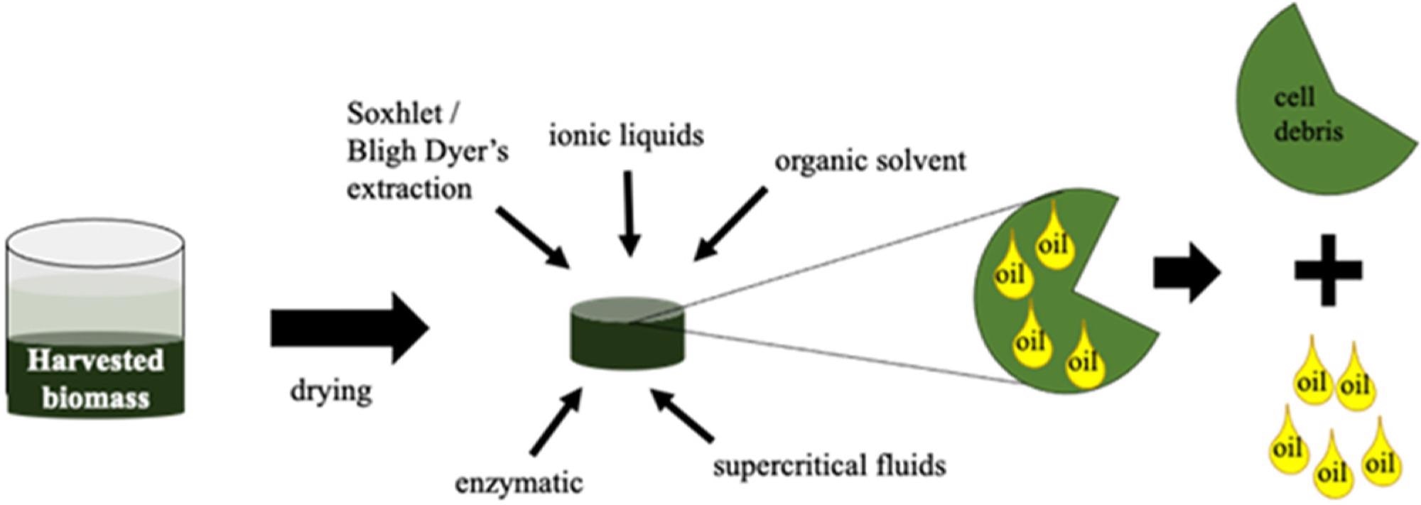 Schematic representation of oil extraction from microalgae biomass.