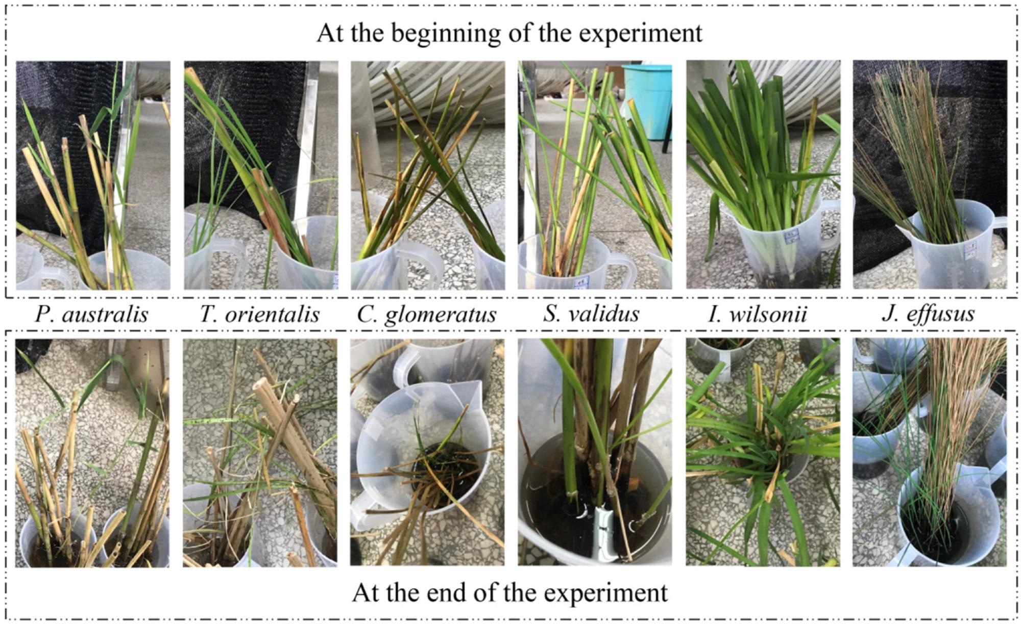 Comparison of the growth status of each plant before and after the experiment.