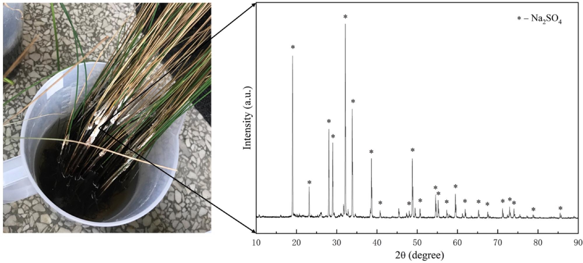 Images and XRD patterns of precipitates on the plant surface.