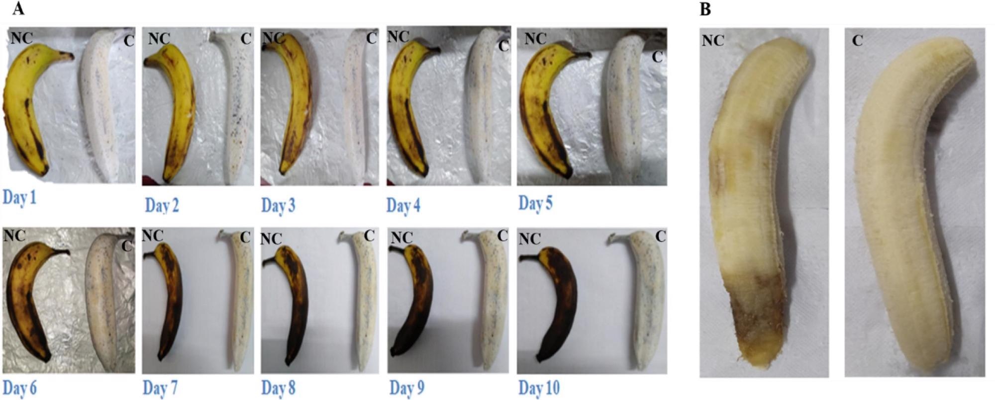 (A) Time-lapse photography of silk fibroin composite nanofiber coated banana (150 min total electrospinning time by changing the position of banana to allow the proper coating from all sides) and uncoated banana. (B) Banana without peel on 6th day; Note: NC– non-coated, C- coated.
