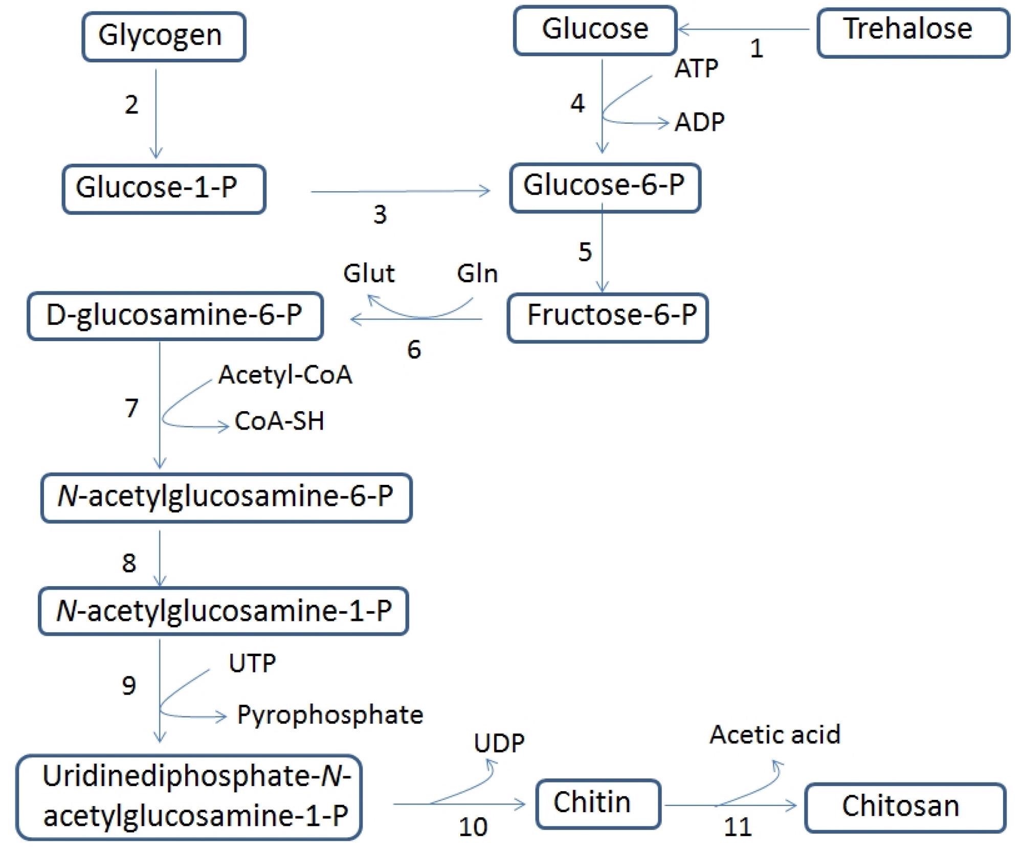 Biosynthetic pathway of chitin and chitosan. The following numbering has been assigned to the enzymes that catalyze each reaction: 1, trehalase; 2, glycogen phosphorylase; 3, phosphoglucomutase; 4, hexokinase; 5, glucose-6-phosphate isomerase; 6, glutamine-fructose-6-phosphate amidotransferase; 7, glucosamine-6-phosphate N-acetyltransferase; 8, N-acetylglucosamine-phosphate mutase; 9, UDP-N-acetylglucosamine pyrophosphorylase; 10, chitin synthase and 11, chitin deacetylase. The abbreviations used are as follows: acetyl CoA, acetyl coenzyme A; ADP, adenosine diphosphate; CoASH, coenzyme A; Gln, L-glutamine; Glu, L-glutamate; UDP, uridine diphosphate; UTP, uridine triphosphate.