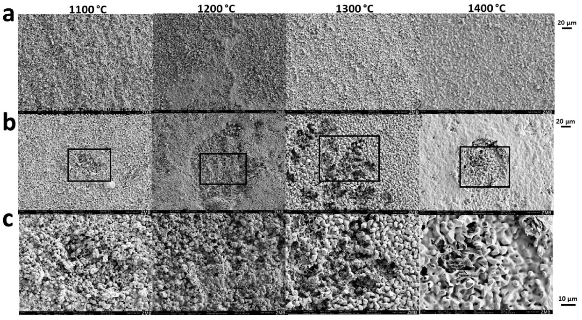 Sintering-temperature dependent osteoclastic degradation of scaffolds. Scanning electron microscopy was performed from scaffolds not exposed to cells (a) or seeded and exposed to osteoclastic RANKL-stimulated RAW264 cells (b,c). The maximal sintering temperature is provided at the top of each column. Scales of each panel are provided.