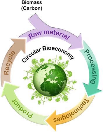 Use of biomass within the circular bioeconomy concept.