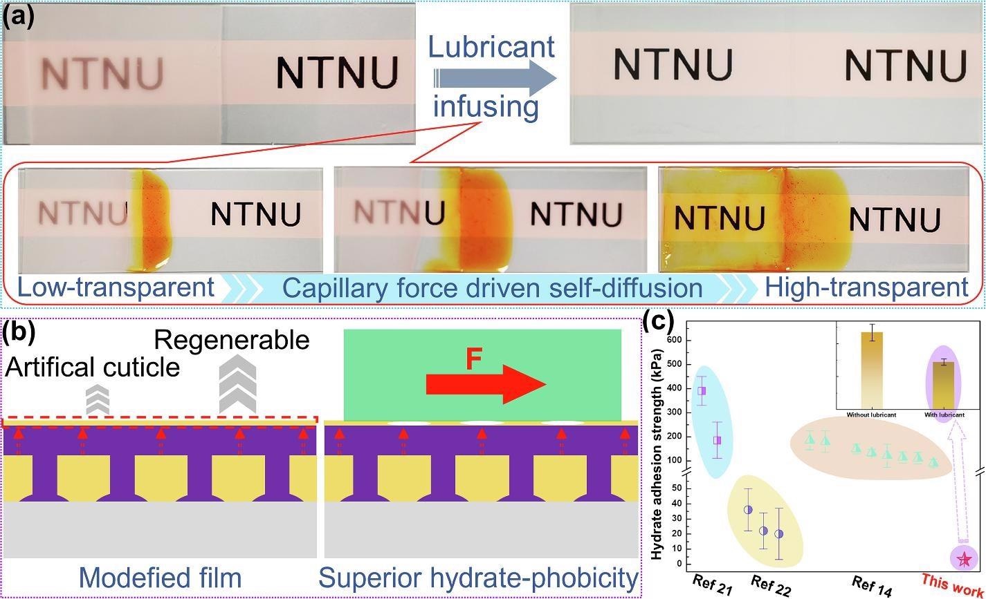 Cuticle mimicking layer on the onion inspired coating with superior hydrate-phobicity.