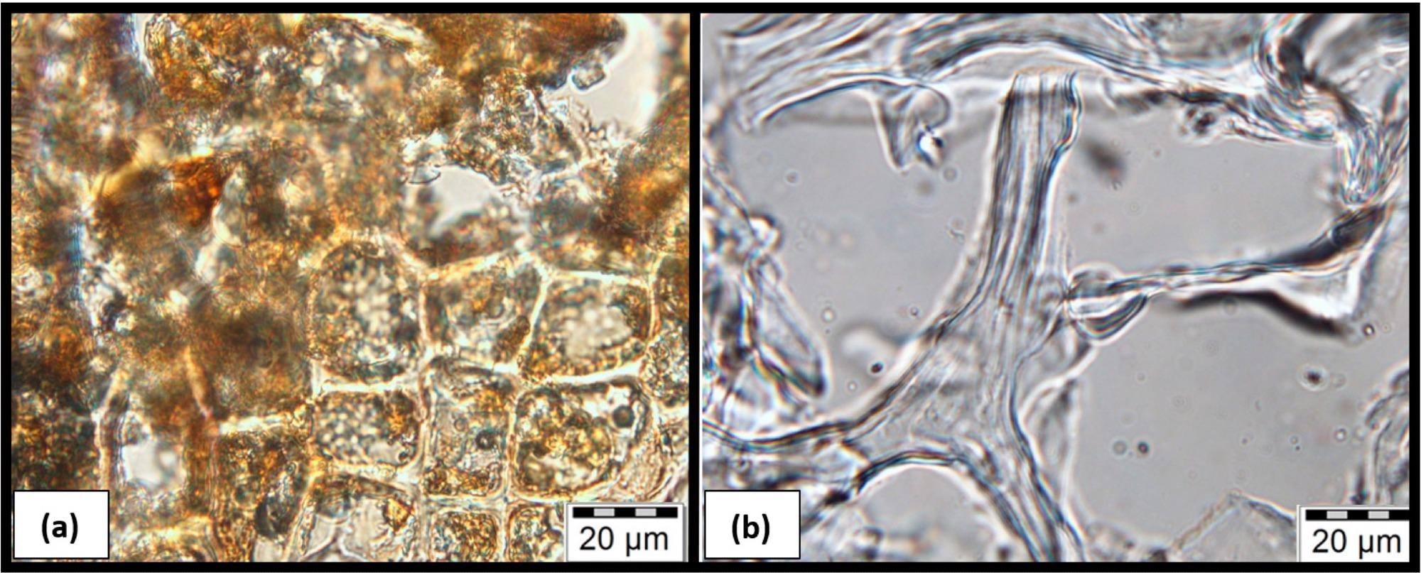 Microscopic photographs of microtome slices of (a) SSCC-40 showing dark coffee particles embedded in clear starch gel. (b) SSCC-100 displays clear starch gel filaments and large voids (vacuoles).