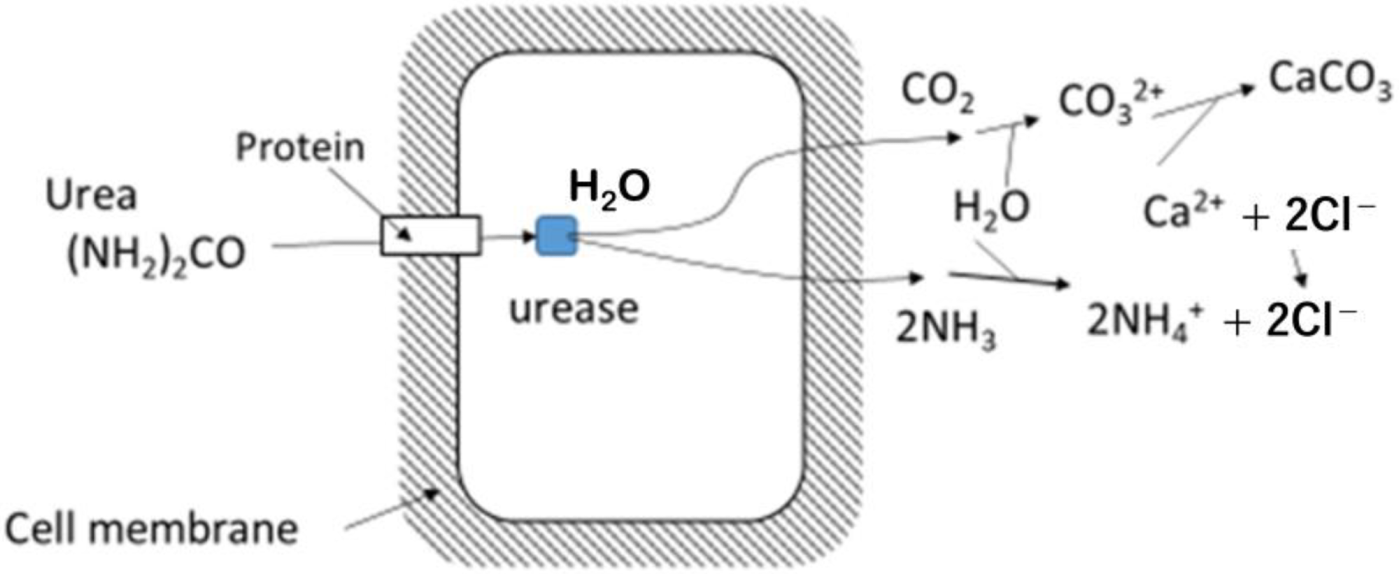 Microbial hydrolysis of urea, showing that first products are CO2 and NH3 inside the microbe’s cell and carbonates are produced outside of the cell.