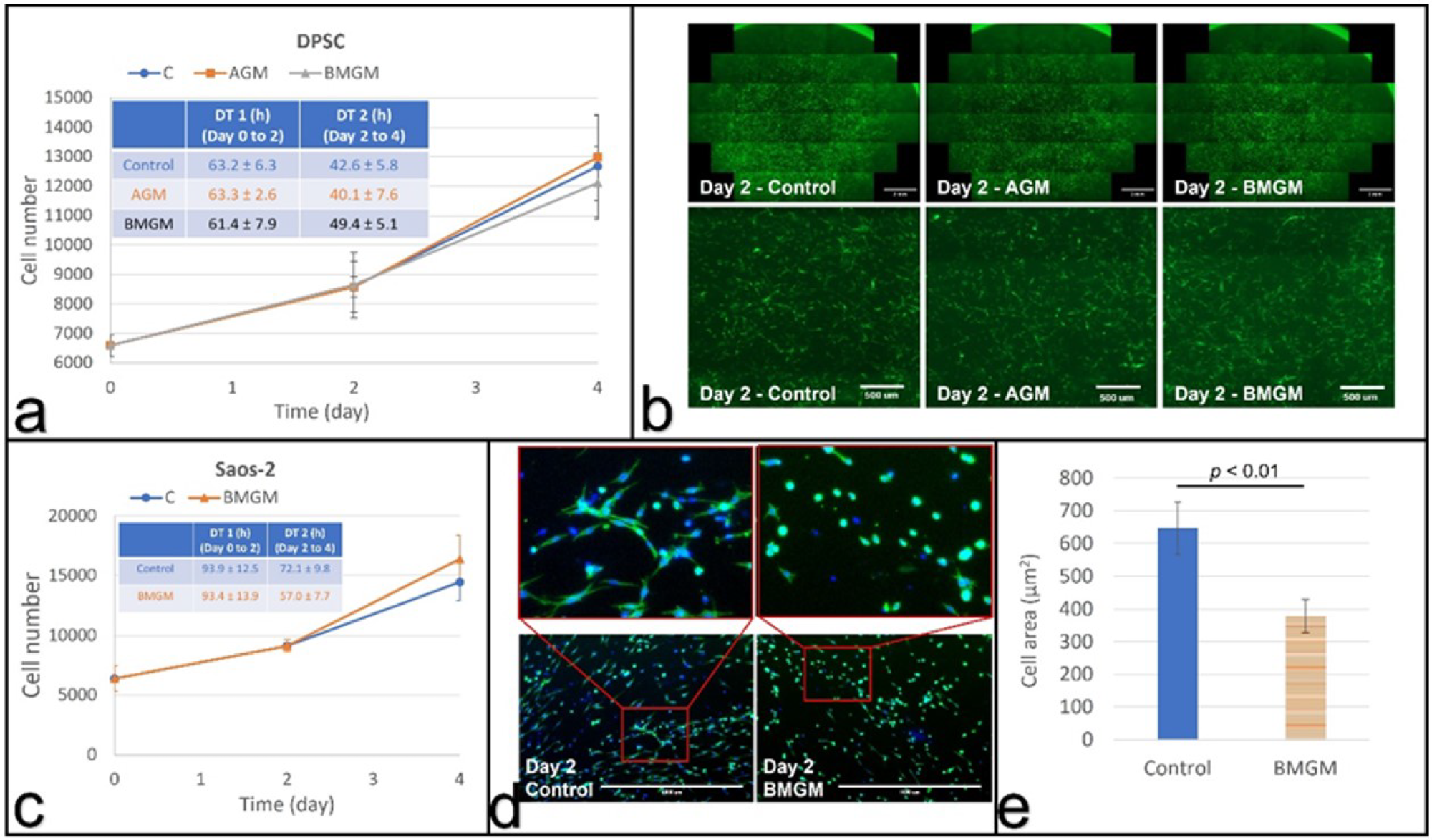 Cells cultured with bone graft materials on collagen substrates: (a) growth curves and calculated (inset) doubling times of DPSCs; (b) fluorescence images of DPSCs with the bottom row (scale bar: 500 µm) being magnified view of the area in the square shown in top row (scale bar: 2 mm); (c) growth curves and doubling times of Saos-2 cells; (d) fluorescence images of Saos-2 cells with the top row (scale bar: 1000 µm) being magnified view of the bottom row; (e) Comparison of the average cell area of Saos-2 cells at day 2.
