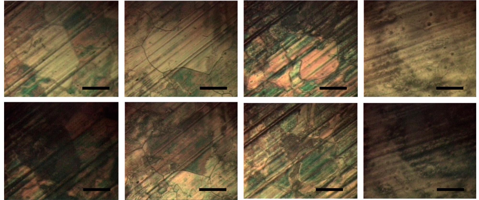 Four vertical pairs of microphotographs of E7-coated graphene (top—bright state; bottom—dark state achieved after rotation at 45°). The images depict: graphene grains on electropolished Cu foil (left two pairs) and on nonprocessed Cu foil (right two pairs). The scale bars represent 100 µm.