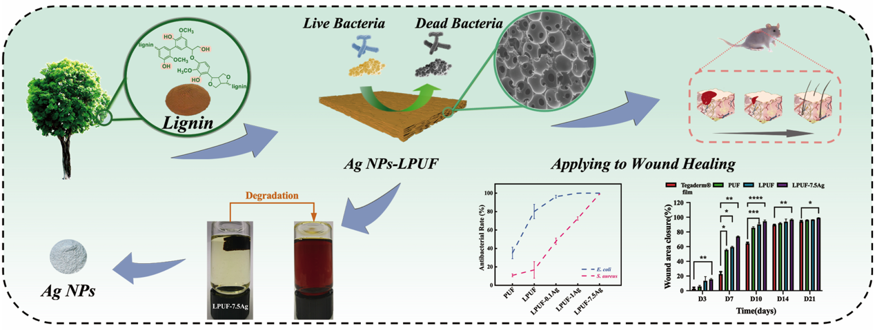 Novel Method to Develop Antibacterial Lignin-Based Polyurethane/Silver Composite Foam.