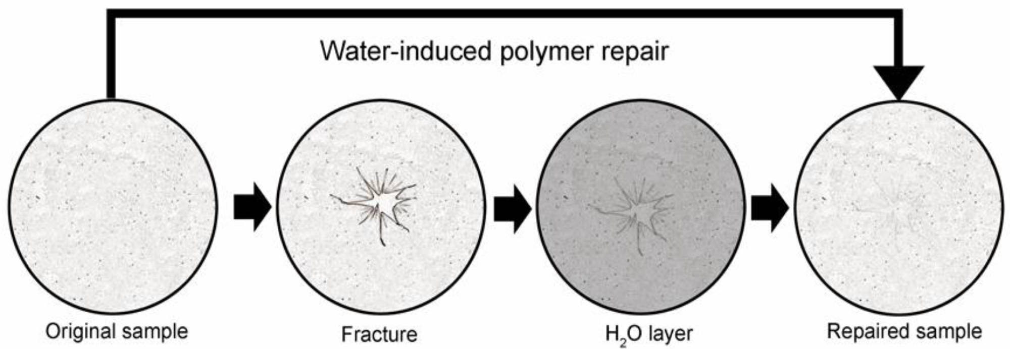Schematic of water-induced repair of fractured pectin films. The glass phase pectin film is fractured using a controlled uniaxial load with a 5 mm stainless steel probe (2 mm/s). The fractured film is placed on a thin layer of distilled water (1.6 to 1.8 mm) for 8 h at 25 °C followed by optical and mechanical analysis of the repaired films.