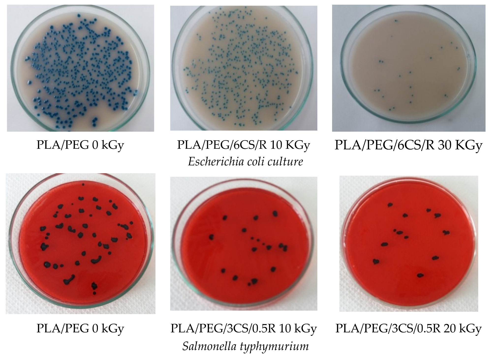 Microscopical aspects of the three bacterial cultures in the presence of PLA-based systems before and after irradiation.