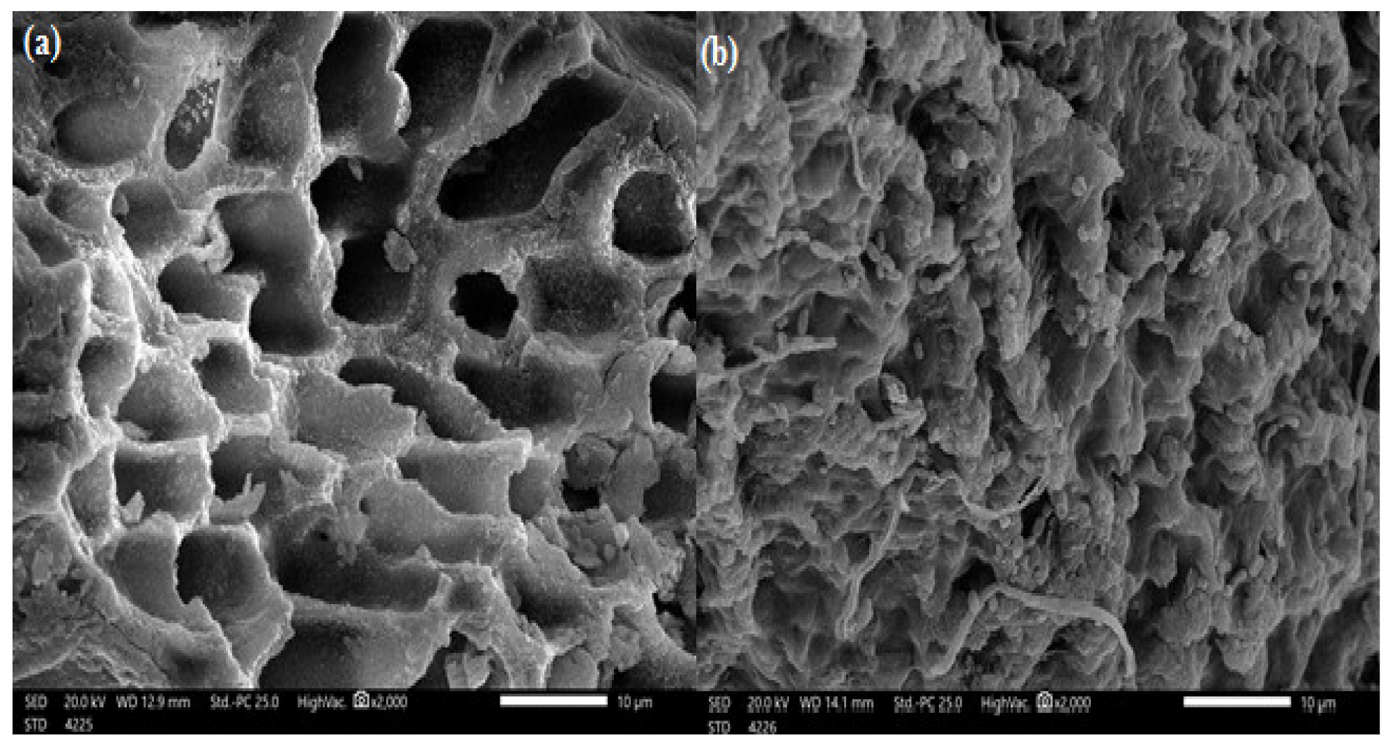 Scanning electron microscope of Sargassum latifolium at (a) before and (b) after adsorption of methylene blue dye.