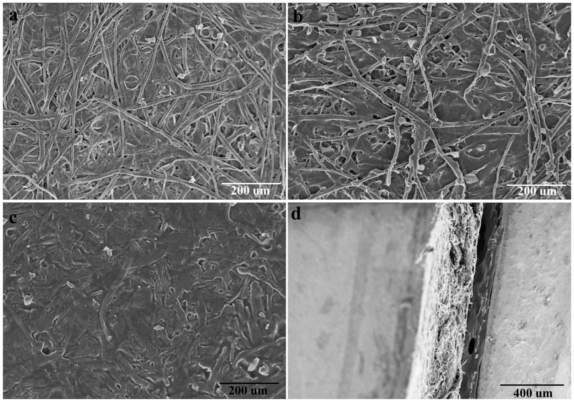 (a,b) The SEM images of waste disposable paper cups (WDPC) inner surface before and after peeling off the thin PE coating; (c,d) SEM images ((c), the surface and (d), the cross section) of the paper plastic composites (PPC).