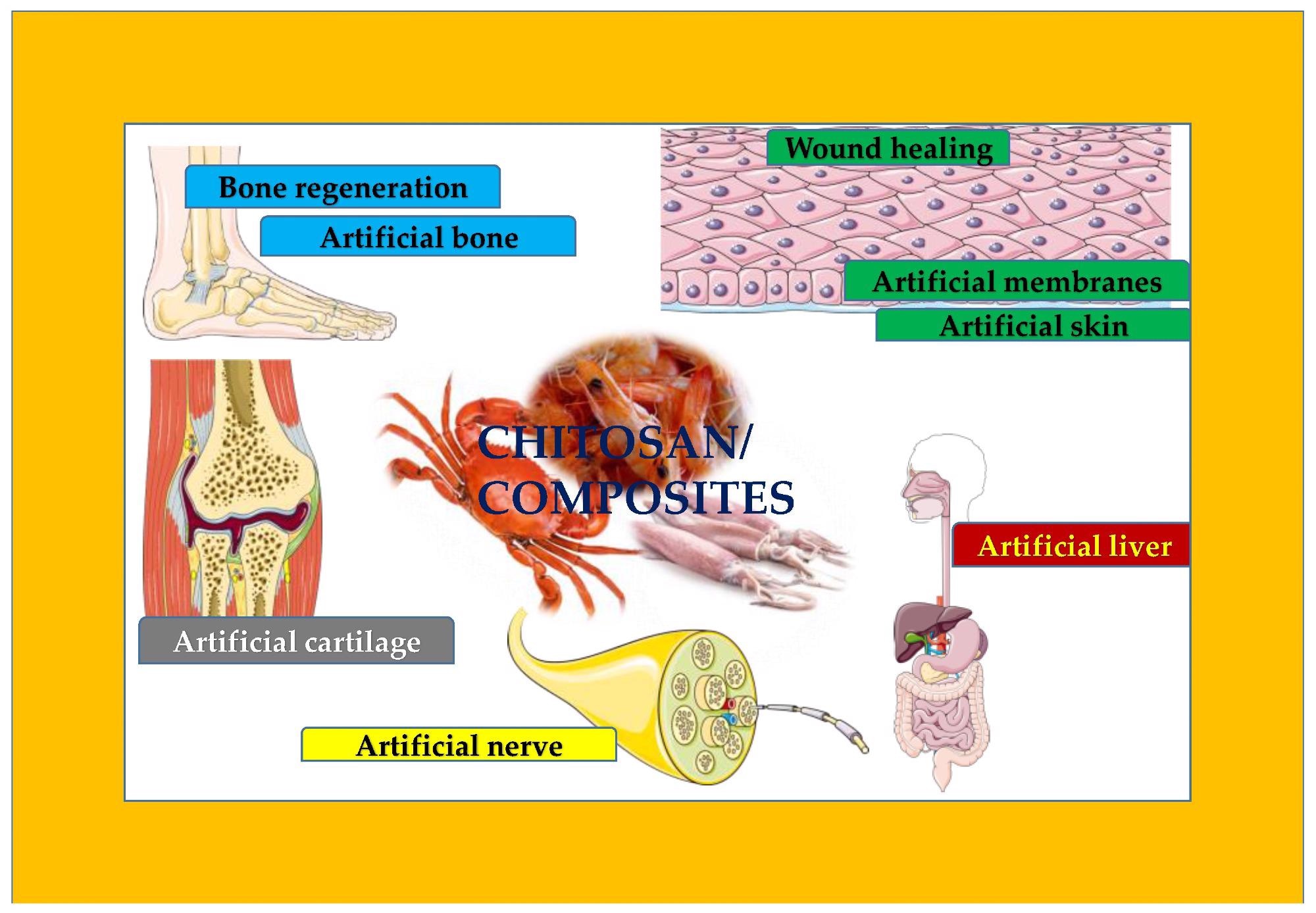 Overview of the areas impacted by chitosan and its composites.