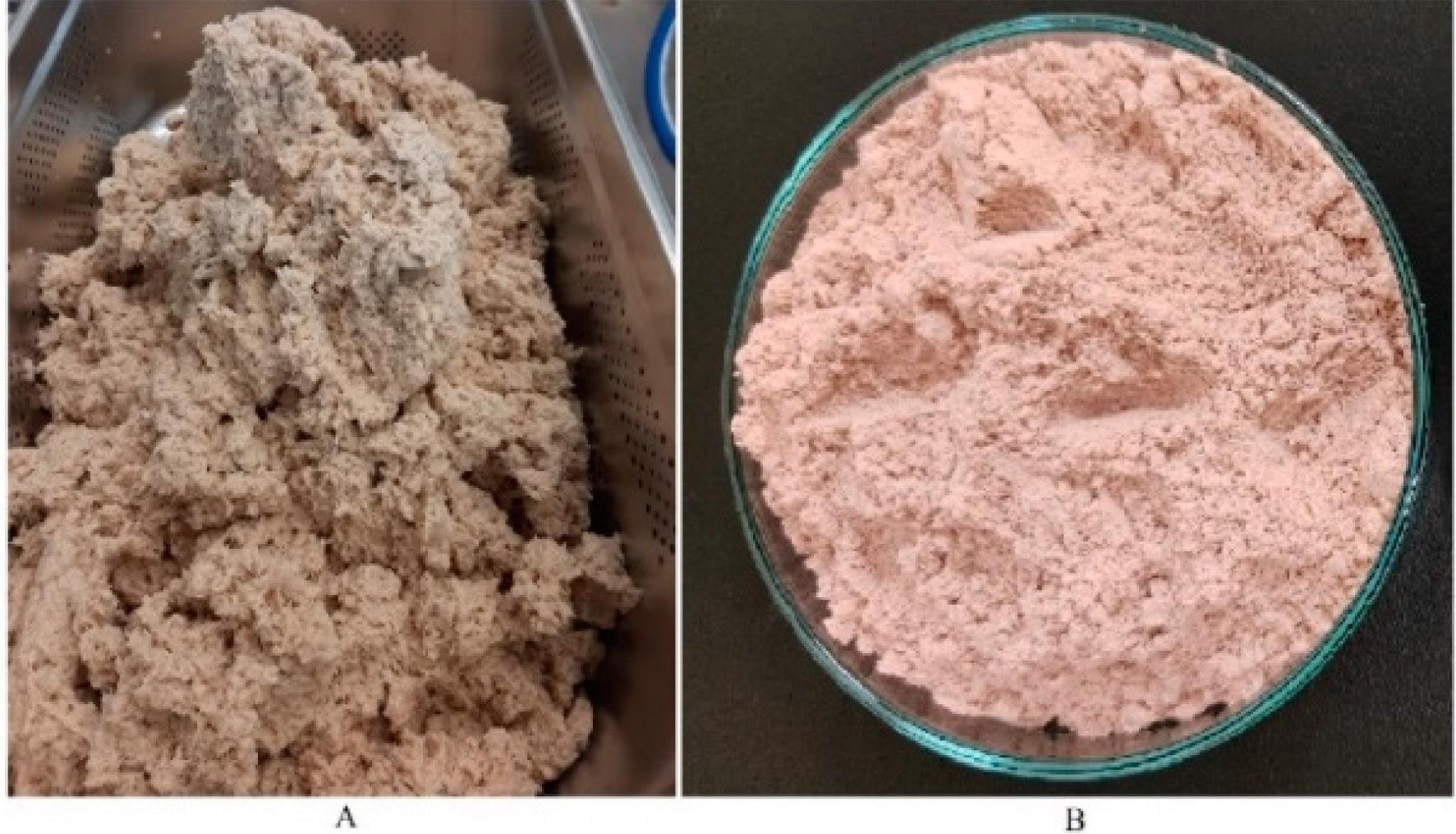 Fungal biomass (FB) (A) after washing/dewatering and (B) after drying/grinding.