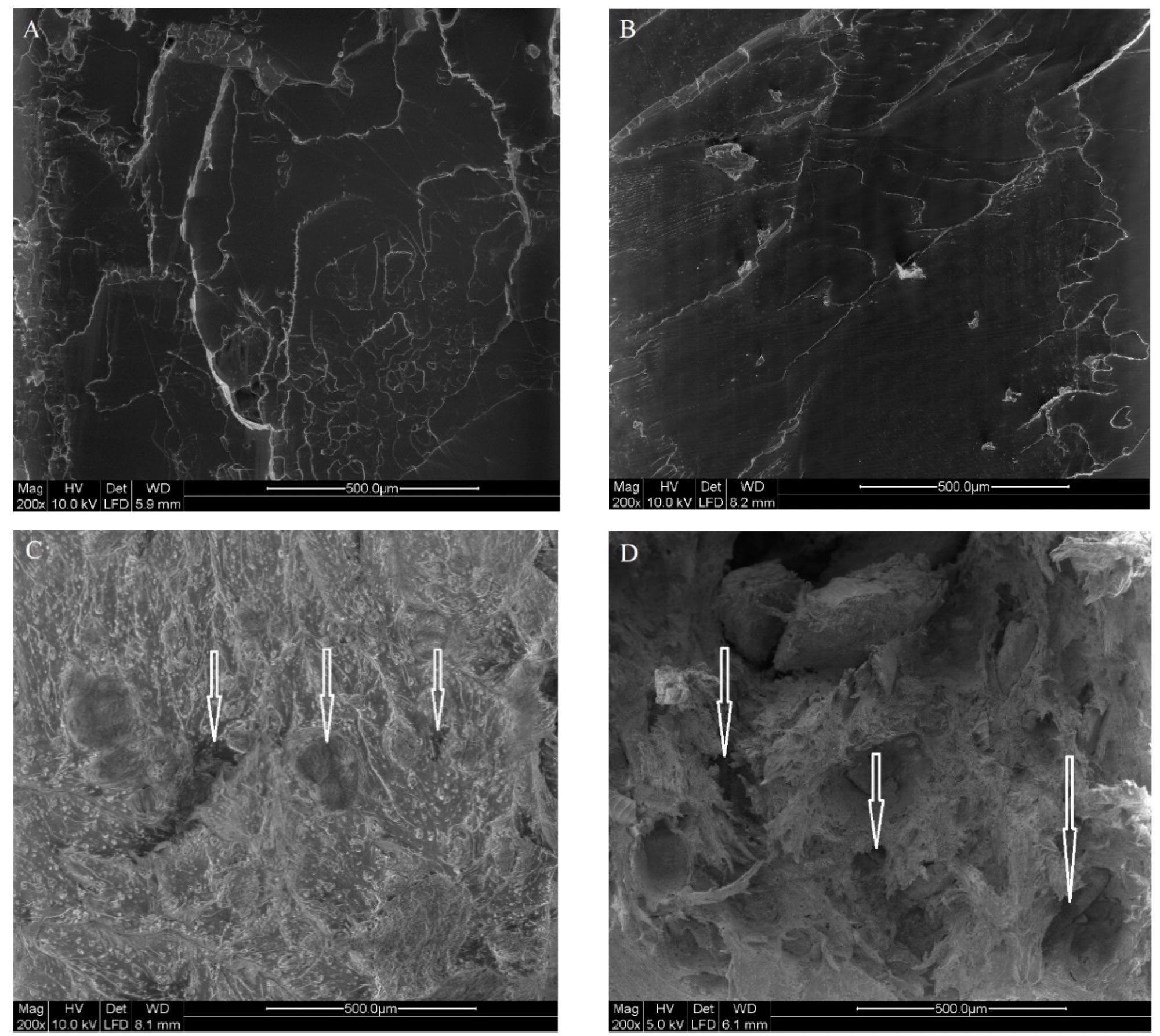 Microscopic images of (A) neat PLA, (B) plasticized PLA with 10% TEC, (C) PLA-based samples mixed with 10% TEC and 10% FB, and (D) 10% TEC and 20% FB. The arrows show gaps and voids in the biocomposites.