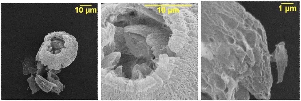 Scanning electron microscopy of thermally reduced graphene oxide.
